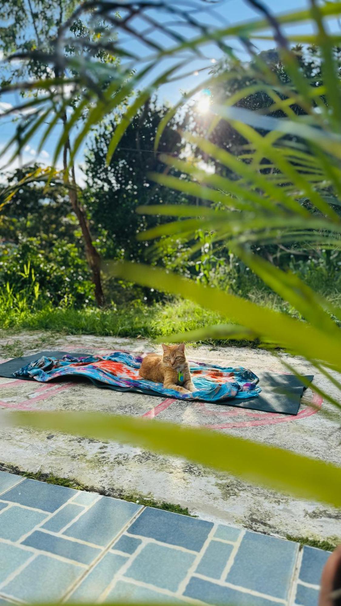Отель Ayahuasca Casa Artistica Хардин Экстерьер фото